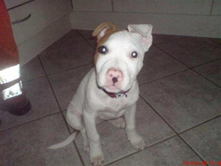 Amerikansk staffordshire terrier Ziggi - ziggi  billede 4