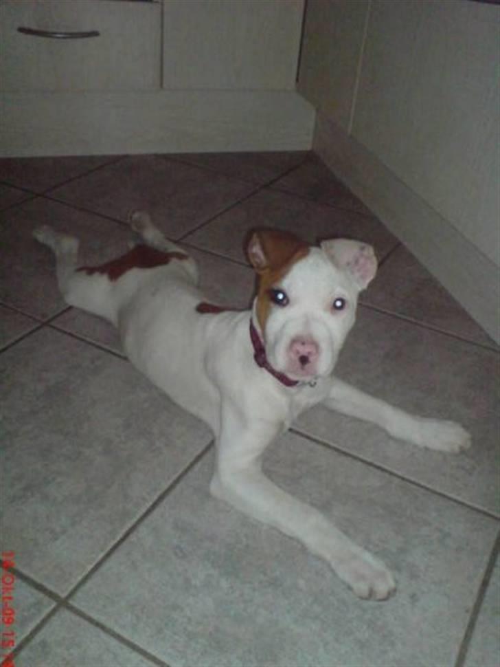 Amerikansk staffordshire terrier Ziggi - der ligger hun i frøstilling som dyrlægen siger billede 5