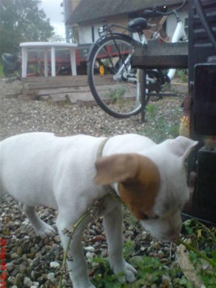 Amerikansk staffordshire terrier Ziggi - nysgerrig det er hun  billede 6