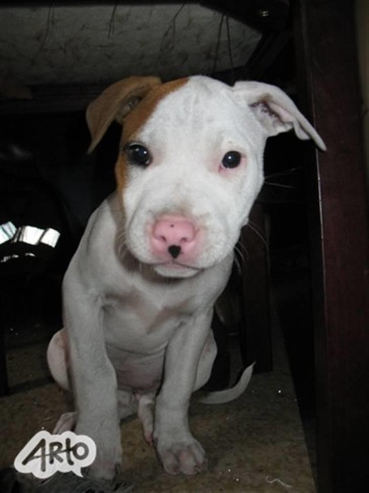 Amerikansk staffordshire terrier Ziggi - Hun er så kær billede 7