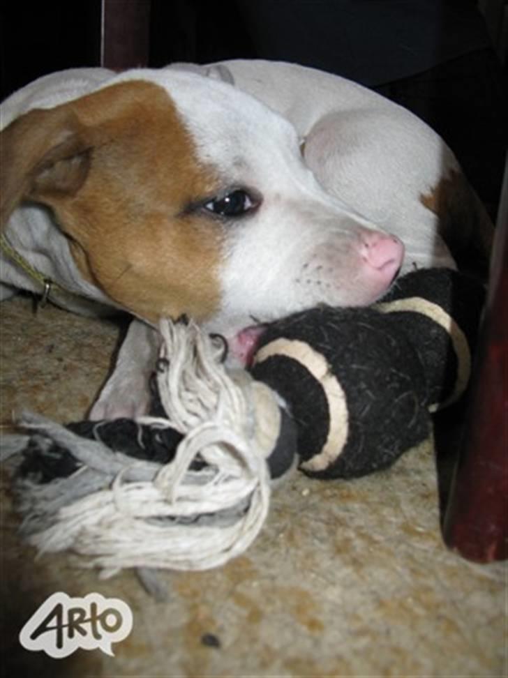 Amerikansk staffordshire terrier Ziggi - ziggi  billede 8