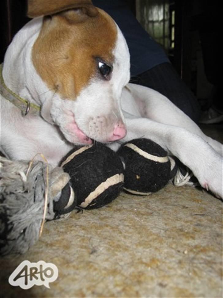 Amerikansk staffordshire terrier Ziggi - så skal der leges  billede 9