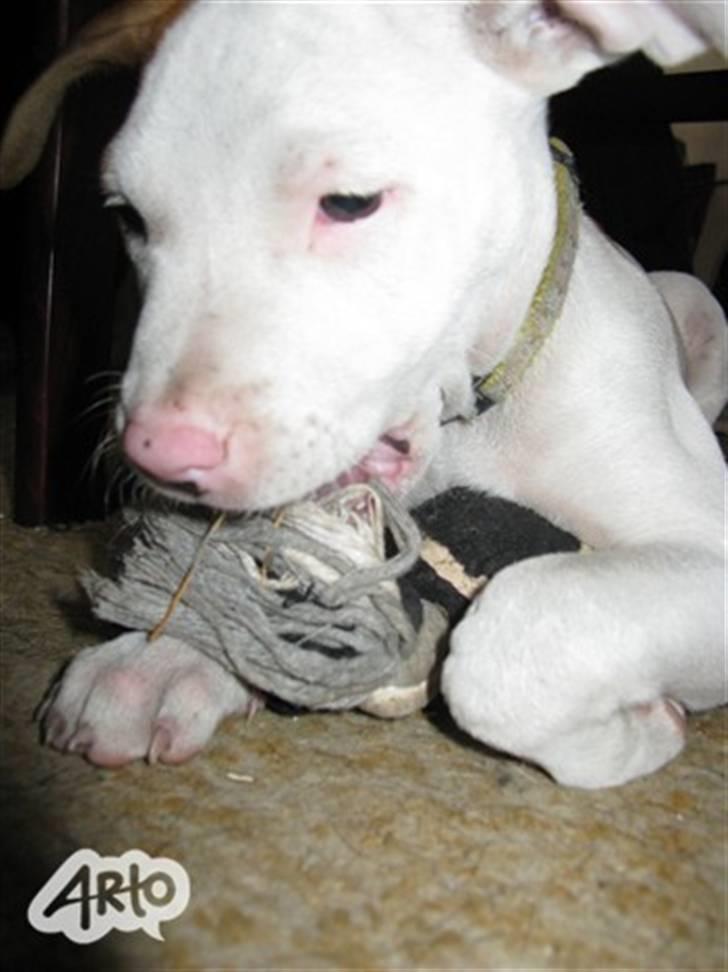 Amerikansk staffordshire terrier Ziggi - hun er så sød  billede 10