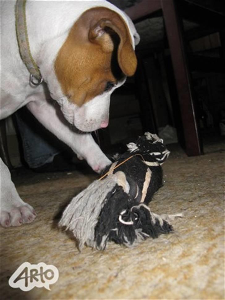 Amerikansk staffordshire terrier Ziggi - endnu en lege time  billede 11