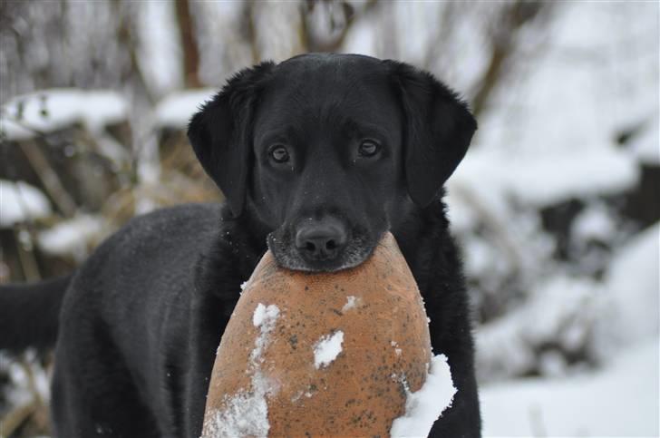 Blanding af racer Buster billede 1