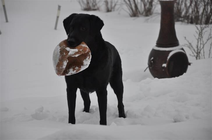 Blanding af racer Buster billede 2