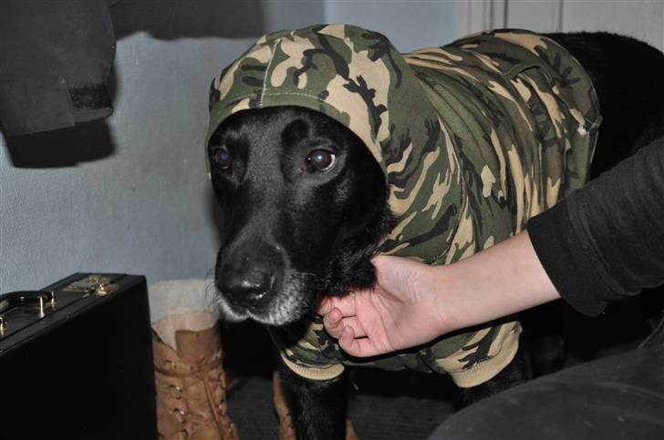 Blanding af racer Buster billede 4