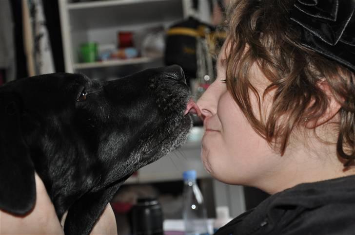 Blanding af racer Buster billede 5