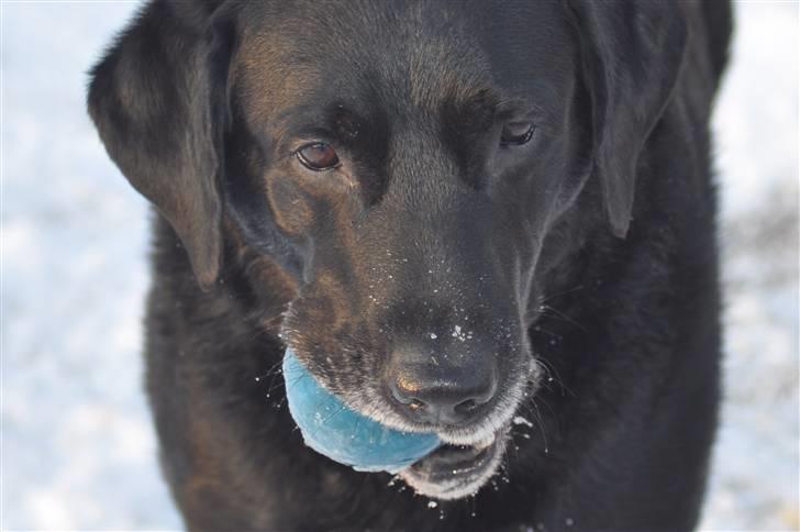 Blanding af racer Buster billede 6