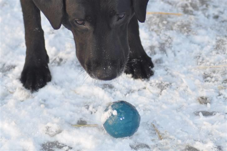 Blanding af racer Buster billede 7