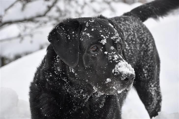 Blanding af racer Buster billede 8