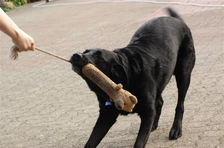 Blanding af racer Buster billede 9