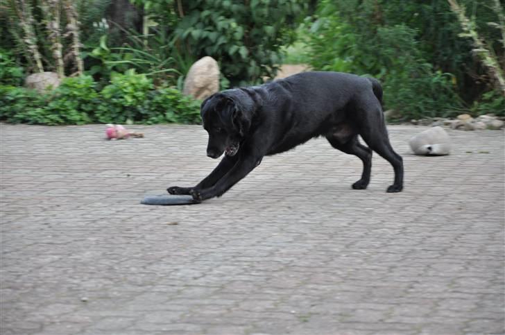 Blanding af racer Buster billede 10