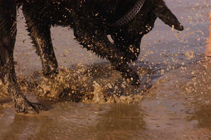 Blanding af racer Buster billede 11