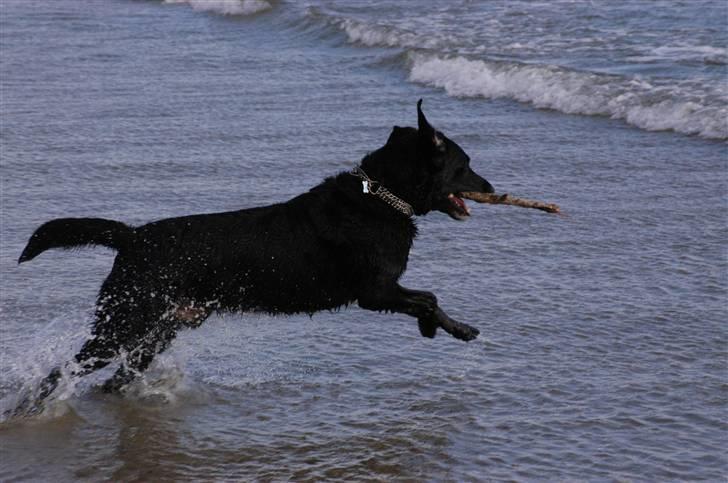 Blanding af racer Buster billede 12