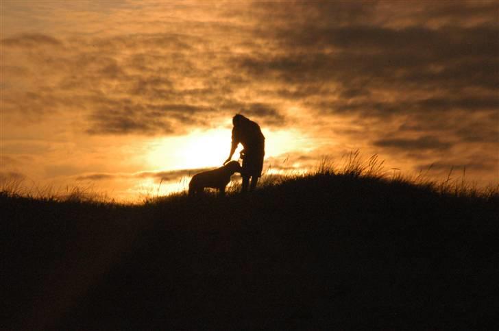 Blanding af racer Buster billede 13