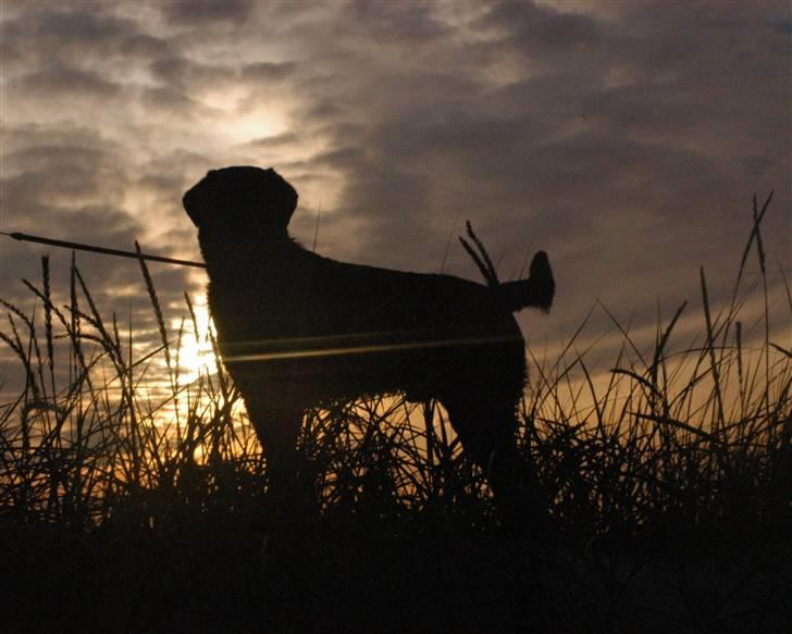 Blanding af racer Buster billede 14