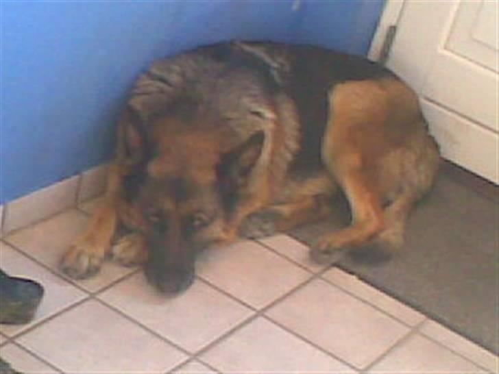 Schæferhund Sif   billede 8