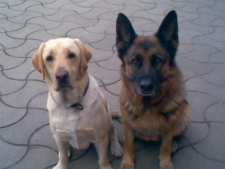 Schæferhund Sif   - Sif og vores gamle hund Robbie (R.I.P.)  billede 9