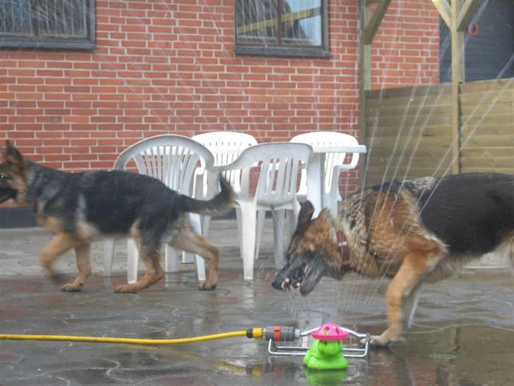 Schæferhund Sif   - Sif og Jack leger med vand :P billede 10