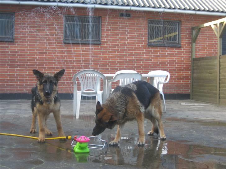 Schæferhund Sif   - Sif bider i vandstrålerne ;) billede 11