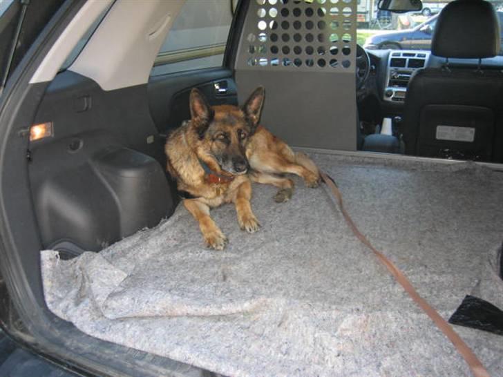 Schæferhund Sif   - På sommerferie 08 billede 12