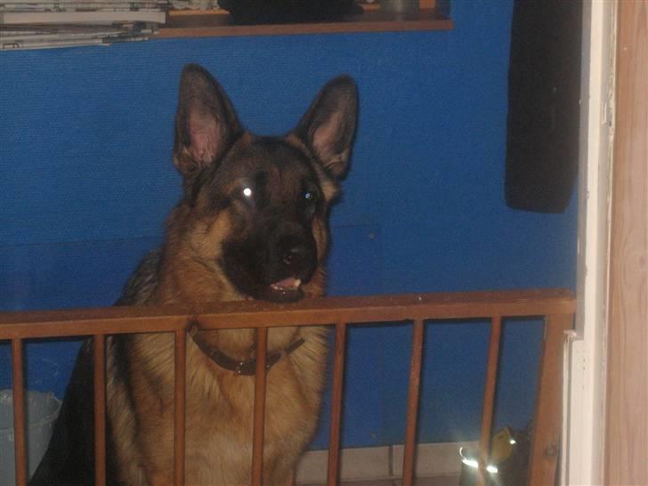 Schæferhund Jack billede 16