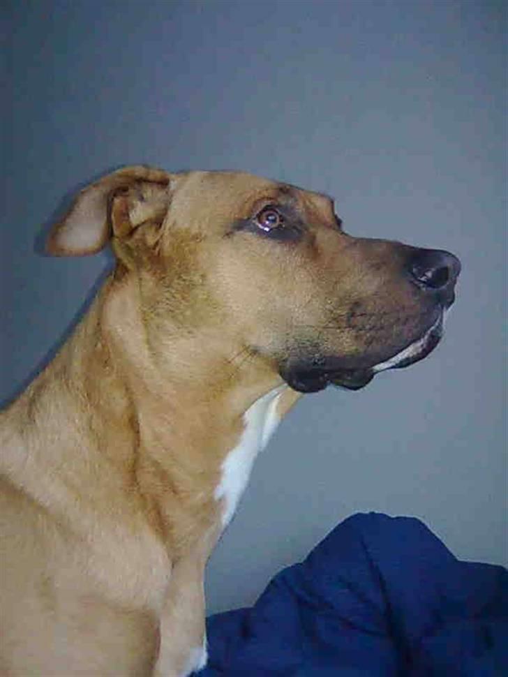 Rhodesian ridgeback Rocky billede 13