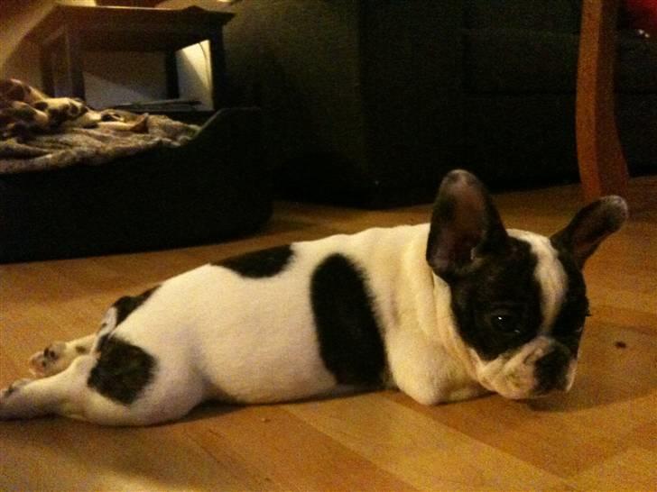 Fransk bulldog Daimi - "gå selv ud og tis i snestormen" billede 10