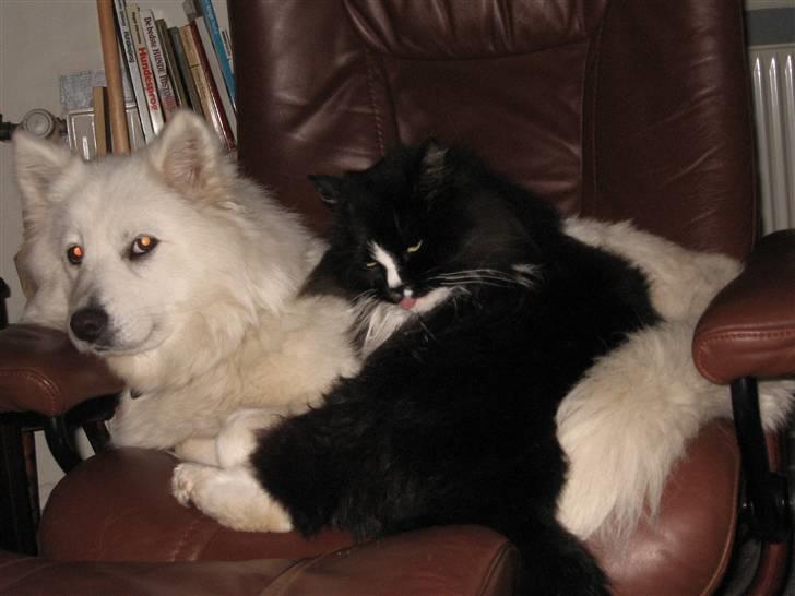 Blanding af racer Zofi - Hov hvem kom der? billede 12