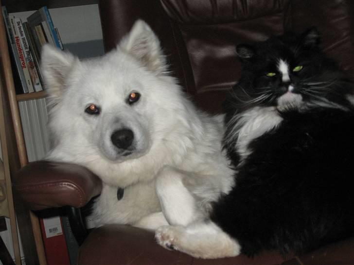 Blanding af racer Zofi - Hmmm....det var Pels.. billede 13