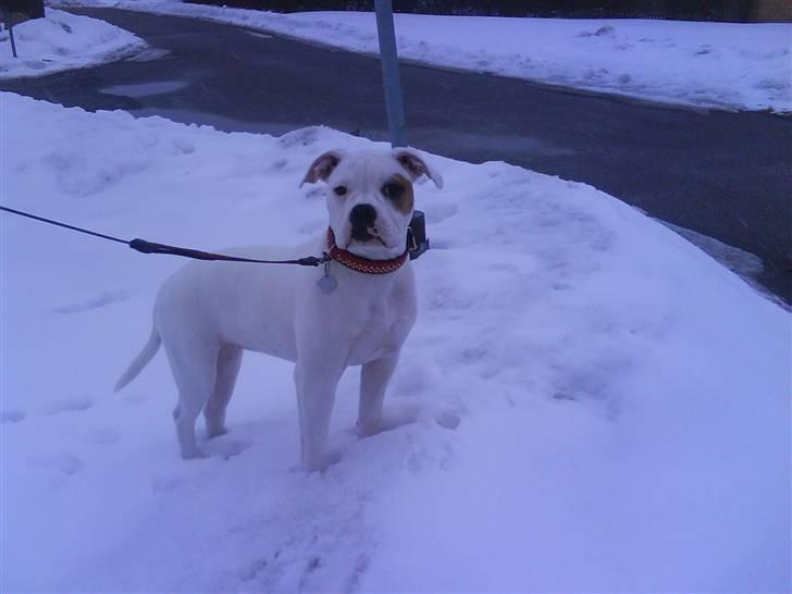 Blanding af racer Bertha - 5½ måned billede 9