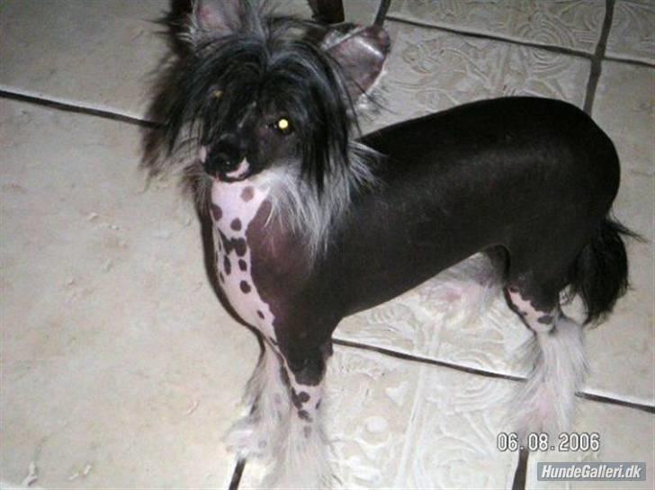 Chinese crested hårløs Cookie aka She Santa - Cookie som hvalp... billede 11