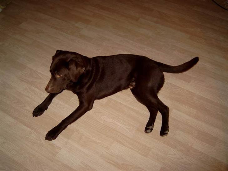 {{currentPhoto.altText}} billede {{currentPhoto.number}}