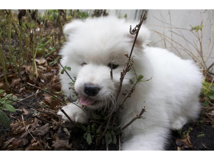 {{currentPhoto.altText}} billede {{currentPhoto.number}}