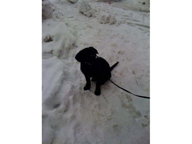 Labrador retriever prinsesse bella - uden i snen og lege billede 1