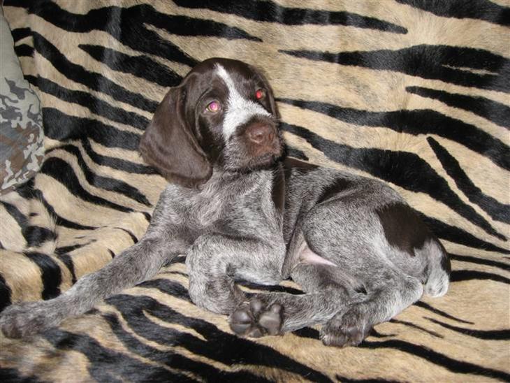Ruhåret hønsehund Walder billede 1