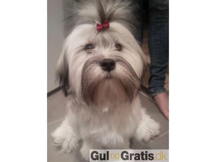 {{currentPhoto.altText}} billede {{currentPhoto.number}}