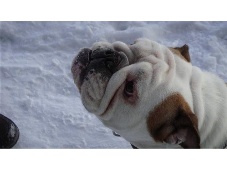 Engelsk bulldog Tinkerbell(grethe) (R.I.P) billede 1