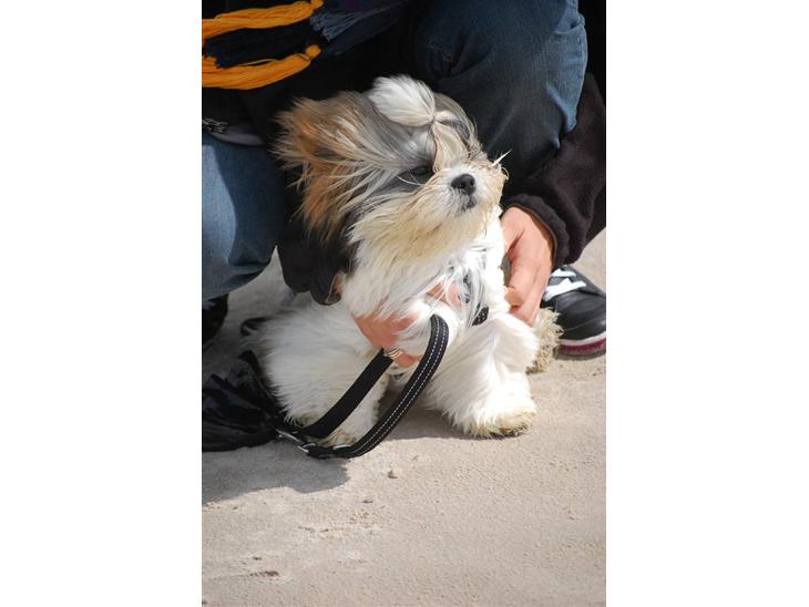 Shih tzu Gizmo - Gizzer billede 1