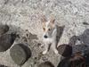 Islandsk fårehund Rufus