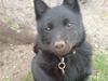 Schipperke Sylvester