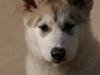 Alaskan malamute Zola