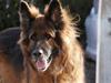 Schæferhund Chico [ Himmelhund]
