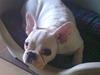 Fransk bulldog Jack  solgt ...