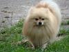 Pomeranian Max [ Himmelhund]