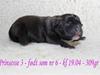 Staffordshire bull terrier Wenk Staffs Princess Coya