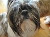 Shih tzu Daisy. 