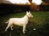 Bullterrier Krake *R.I.P*