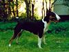Bullterrier miniature Yazza *R.I.P*